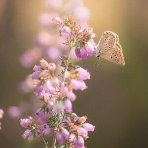 Une pause poétique de ce papillon posé sur des fleurs de callune