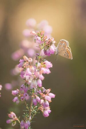 Une pause poétique de ce papillon posé sur des fleurs de callune