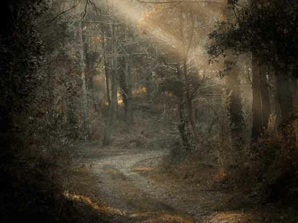 Rayons de lumière traversant les arbres au dessus d'un chemin forestier