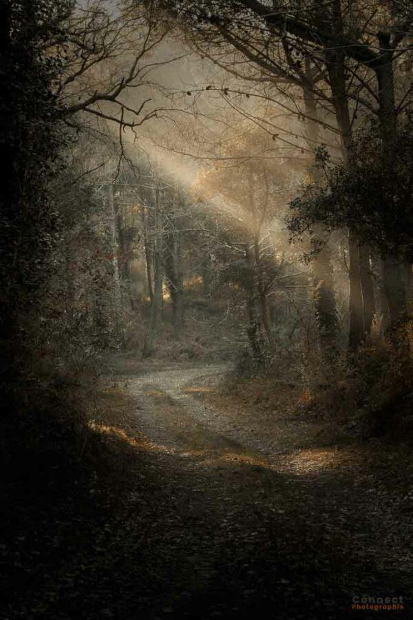 Rayons de lumière traversant les arbres au dessus d'un chemin forestier