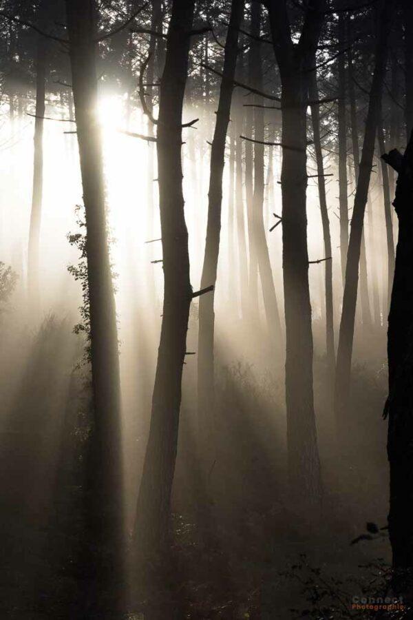 Rayons de lumière transperçant les arbres