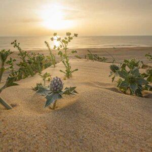 Fleurs de chardon surplombant la dune au coucher du soleil