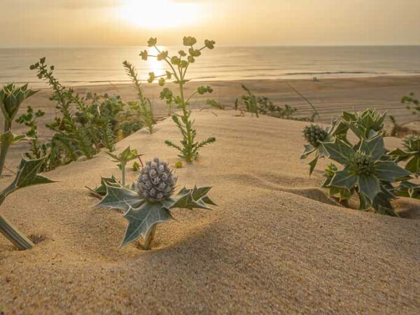 Fleurs de chardon surplombant la dune au coucher du soleil