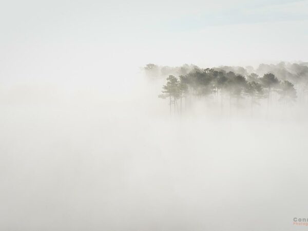 Vu de haut sur les cimes de pins dans la brume
