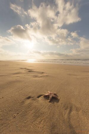 Étoile de mer sur la plage au coucher de soleil parsemé de nuages