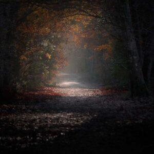 Sur le chemin d'automne mystèrieux retrouve ta lumière