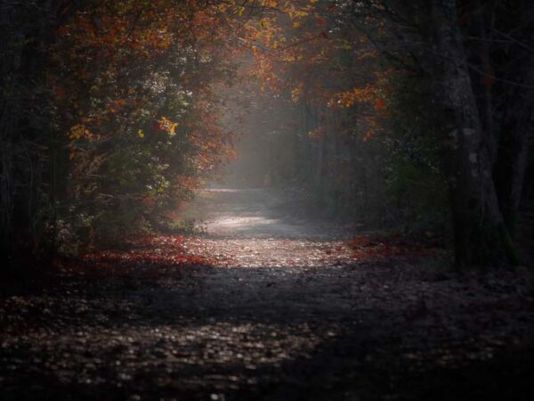 Sur le chemin d'automne mystèrieux retrouve ta lumière