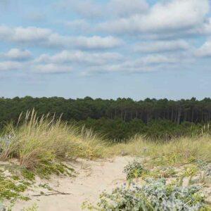 Flores des landes surplombant la dune sur la forêt landaise sous un ciel bleu parsemé de quelques nuages