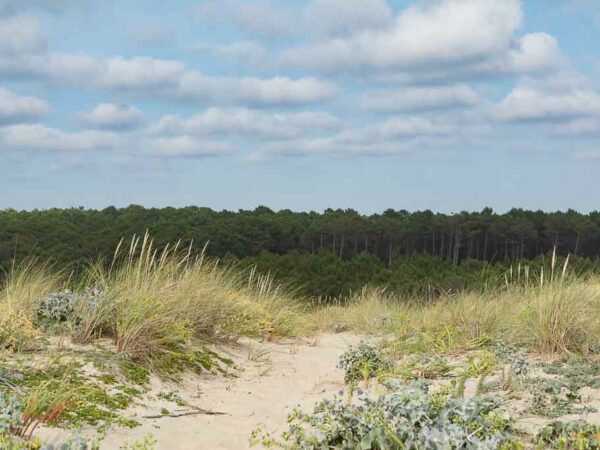 Flores des landes surplombant la dune sur la forêt landaise sous un ciel bleu parsemé de quelques nuages