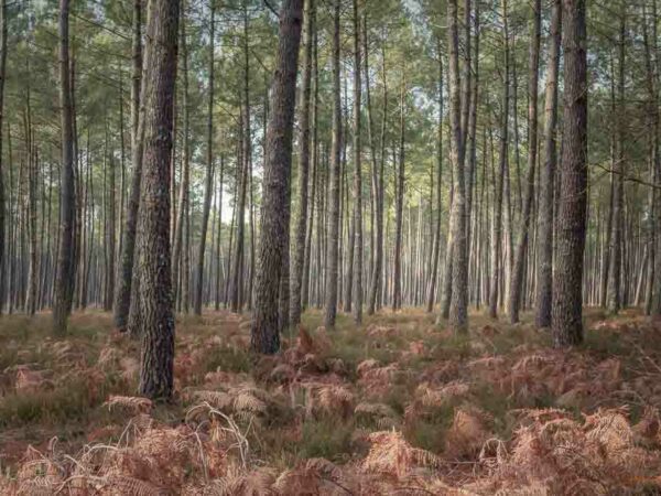 Forêt de pins avec ses fougères morte
